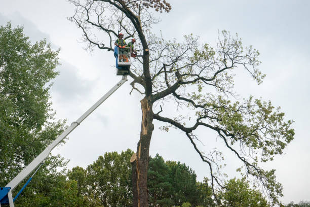 How Our Tree Care Process Works  in Parker City, IN